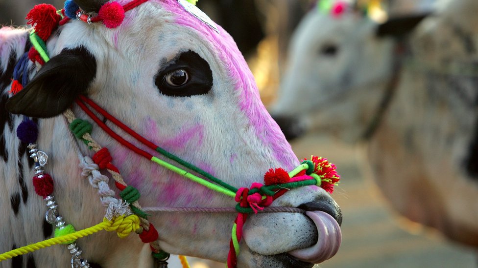 गाय गाय