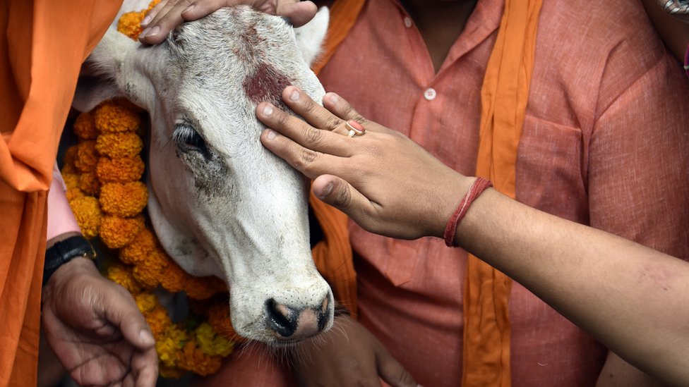 गाय गाय