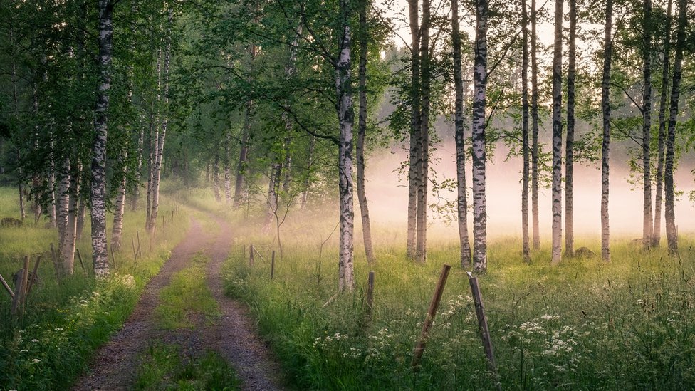 A forest with a footpath running across A forest with a footpath running across
