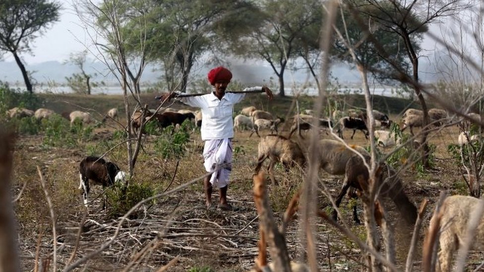राजस्थान में आवारा गाय बड़ी समस्या है राजस्थान में आवारा गाय बड़ी समस्या है