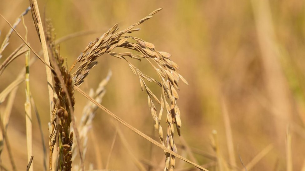 छत्तीसगढ़, किसान, कर्ज़ माफ़ छत्तीसगढ़, किसान, कर्ज़ माफ़