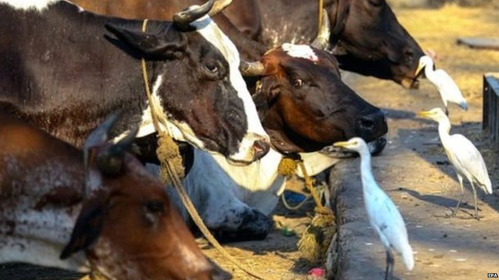 गौशाला गौशाला