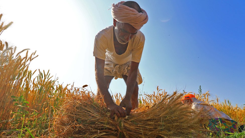 गेहूं के खेत में काम करता किसान गेहूं के खेत में काम करता किसान