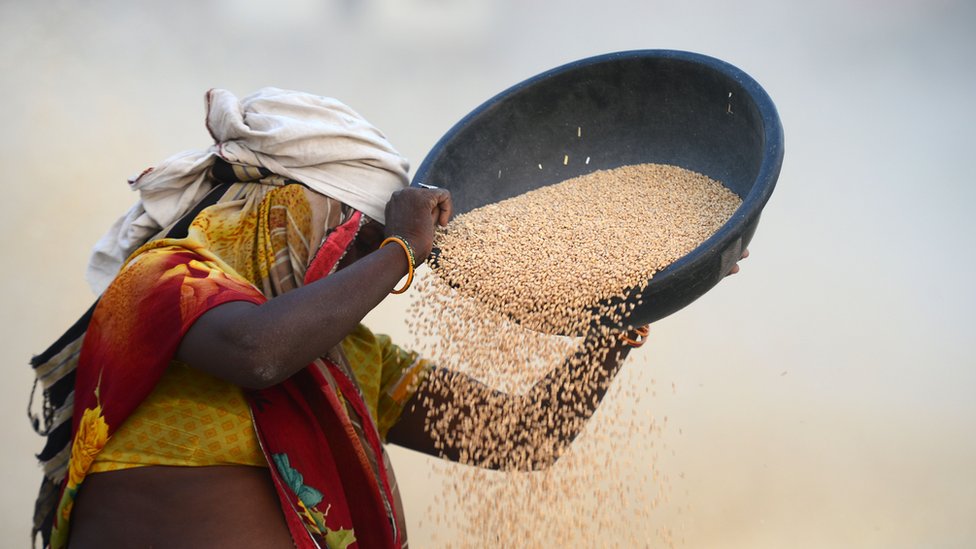 गेहूं से भूसा अलग करती महिला गेहूं से भूसा अलग करती महिला