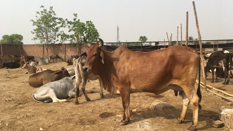 दादरी की बिसहाड़ा गांव दादरी की बिसहाड़ा गांव