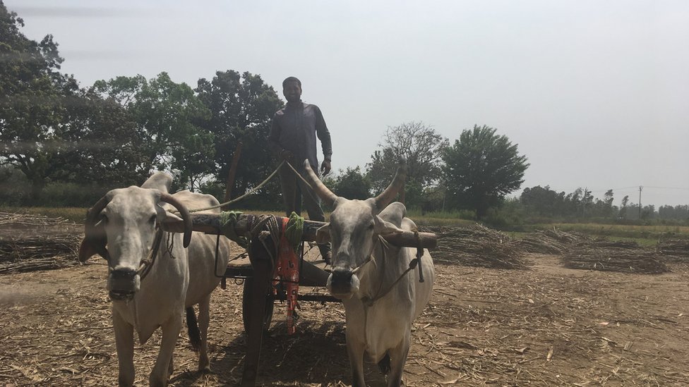 बिजनौर के आशीष बालियान बिजनौर के आशीष बालियान