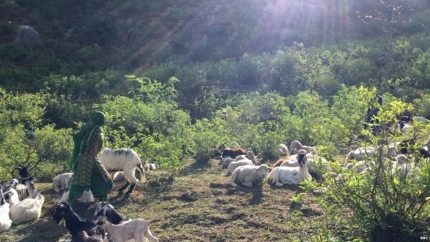 कठुआ रेप केस कठुआ रेप केस