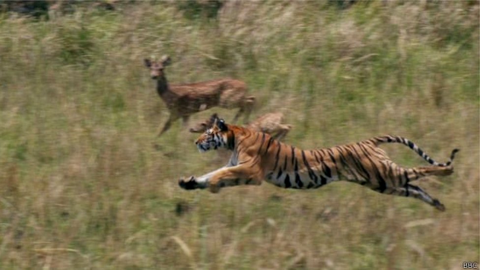 tiger tiger