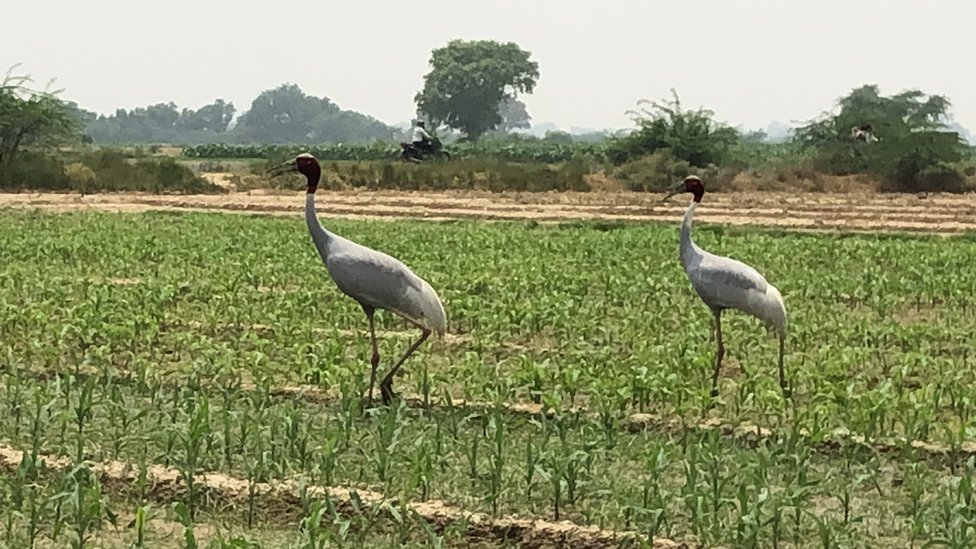 सारस पक्षी सारस पक्षी