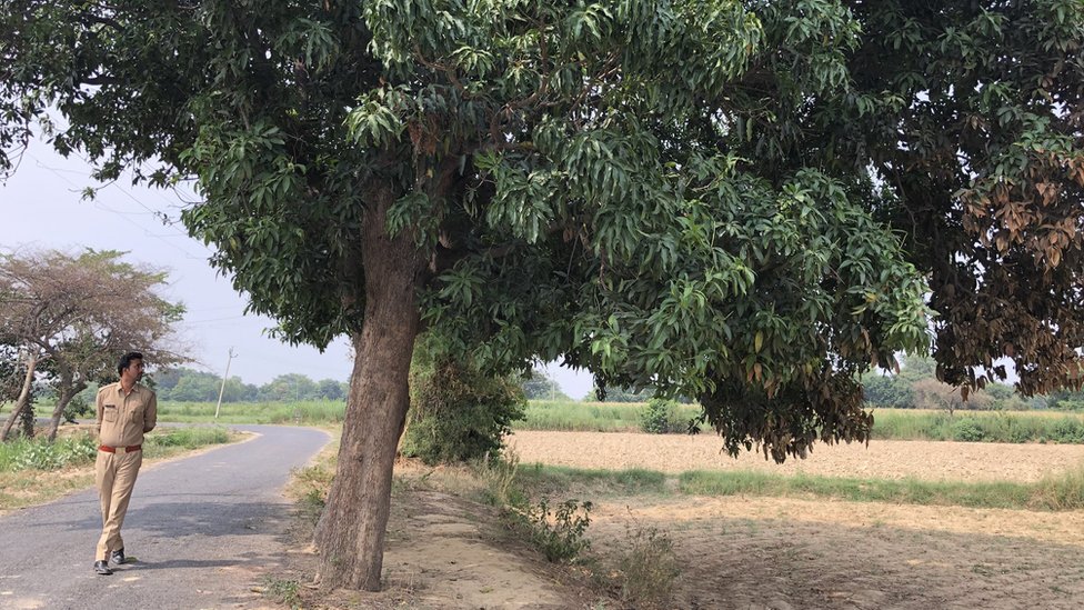 आम के पेड़ का जोड़ा आम के पेड़ का जोड़ा