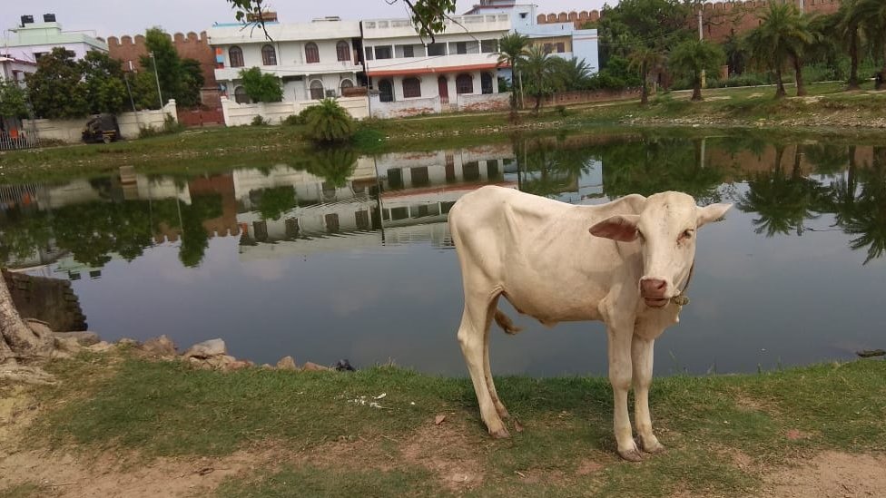 दरभंगा दरभंगा