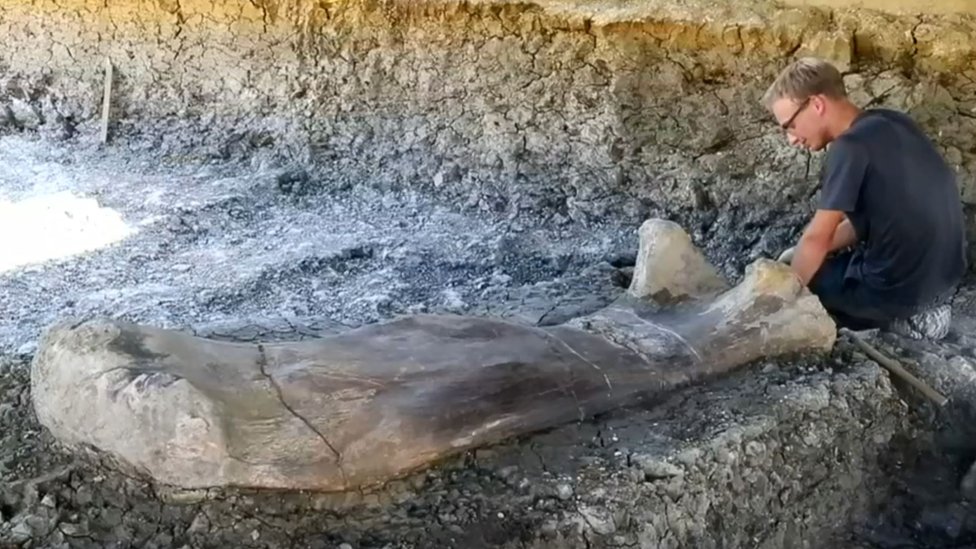 डायनासोर की जांघ की हड्डी डायनासोर की जांघ की हड्डी