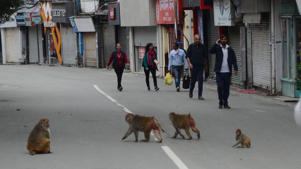 कोरोना वायरस, शिमला कोरोना वायरस, शिमला