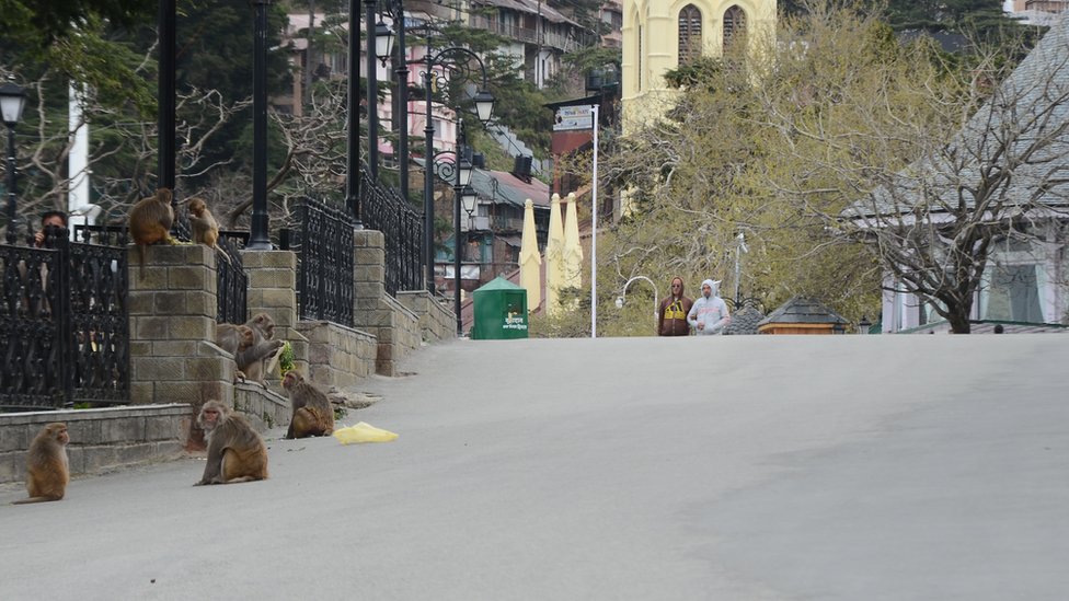 कोरोना वायरस, शिमला कोरोना वायरस, शिमला