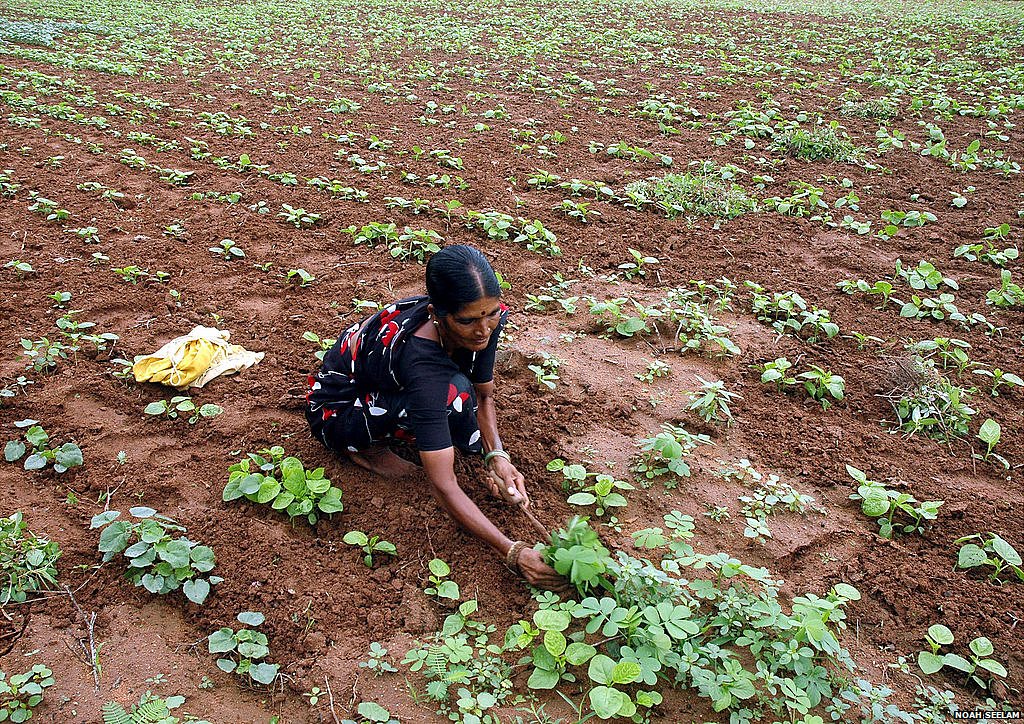भारतीय किसान भारतीय किसान