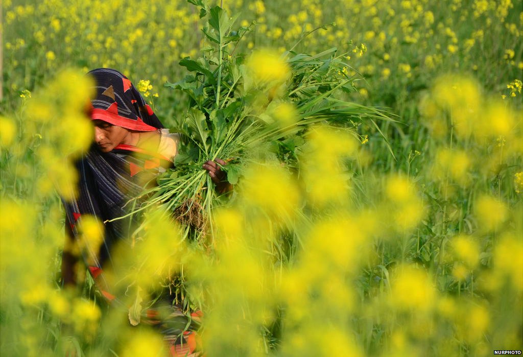 भारतीय किसान भारतीय किसान