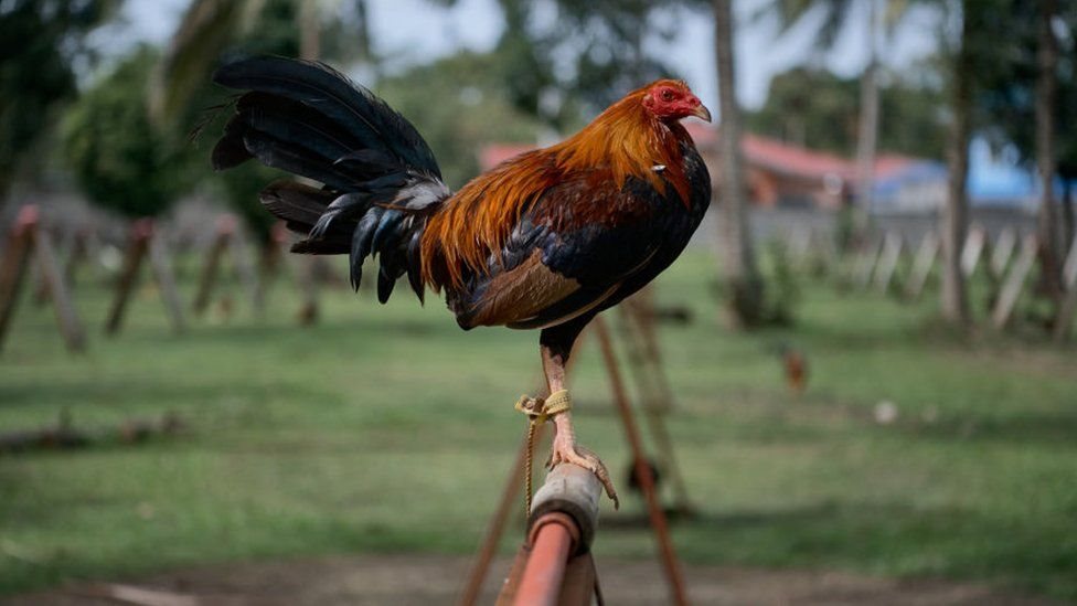 Cock killed owner in fight in Telangana, to be presented in court Cock killed owner in fight in Telangana, to be presented in court